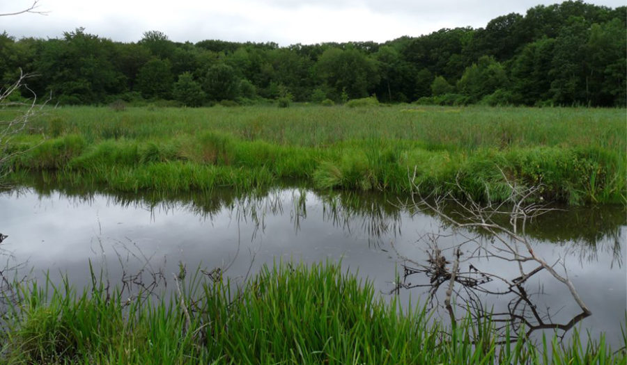 Braod Meadow Brook